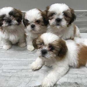 Christmas Shih Tzu Puppies Viber:+63-948-1451-325 | PostAds PH