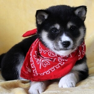 Christmas Shiba Inu Puppies Viber:+63-948-1451-325 | PostAds PH