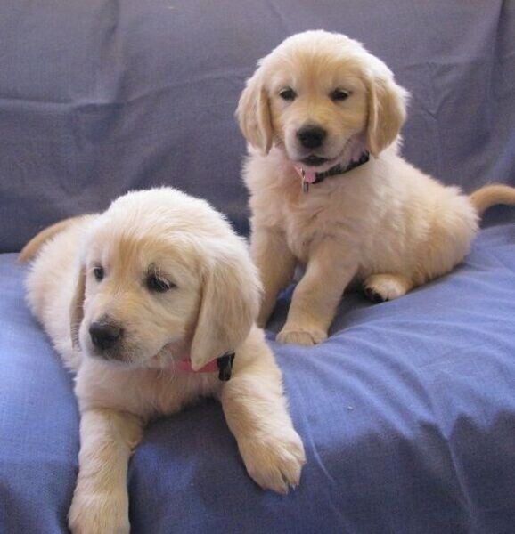 Excellent Golden Retriever Puppies whatsapp:+44-7543-4700-27