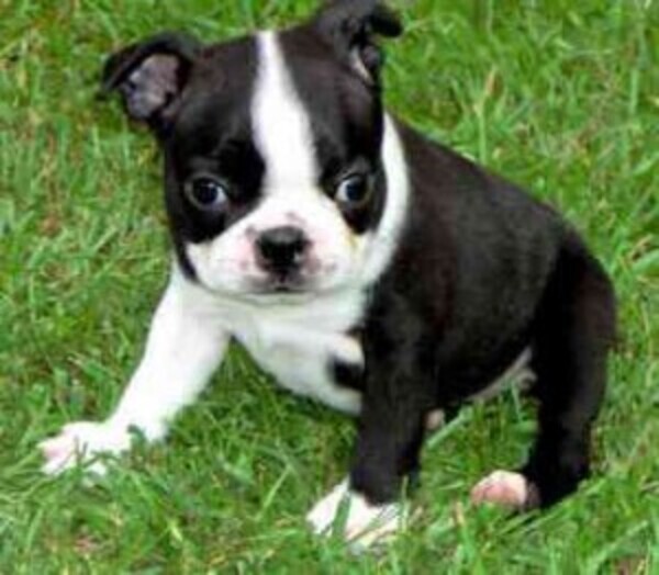 Black & White Female Boston Terrier whatsapp:+44-7543-4700-27