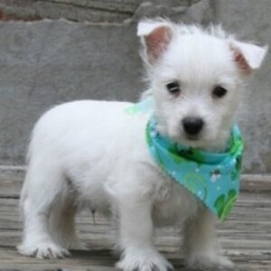 AKC male Westie pup. He comes with AKC papers whatsapp:+44-7543-4700-27 | PostAds PH