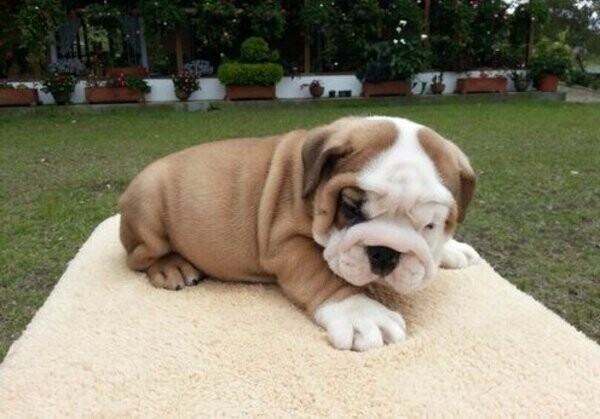 English Bulldogs for Rehoming whatsapp:+44-7543-4700-27