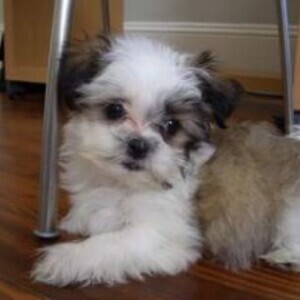 Shih Tzu puppies whatsapp:+44-7543-4700-27 | PostAds PH