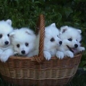 Pomeranian puppies whatsapp:+44-7543-4700-27 | PostAds PH