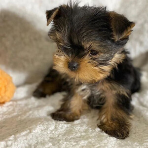 Adorable Yorkie puppies for sale...viber me at +639463422605 | PostAds PH