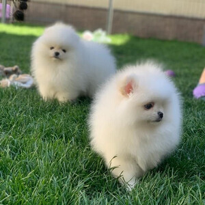 Pomeranian puppie...viber me at +639463422605 | PostAds PH
