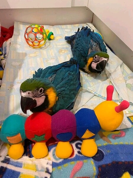 African Grey and macaw parrots for sale ...viber me at +639463422605