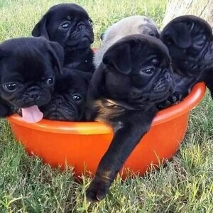 Pug Puppies Ready to go home.....viber me at +639463422605 | PostAds PH