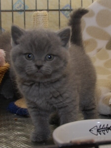 British Shorthair Male and female kittens WhatsApp:(+63-9455-189-371)  Viber:(+63-9455-189-371)