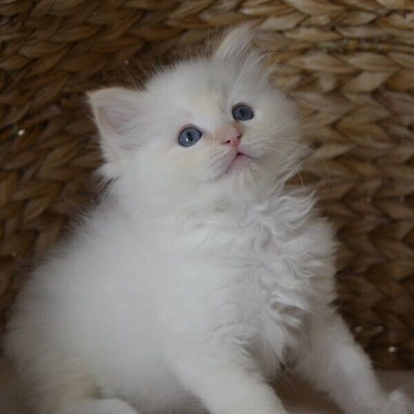 Ragdoll kittens WhatsApp:(+63-9455-189-371)  Viber:(+63-9455-189-371)