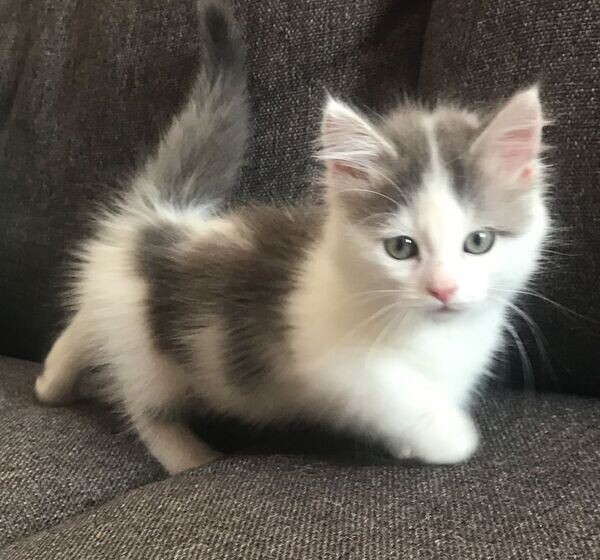 Munchkin kittens Viber:+63-9481-451-325