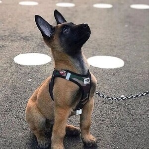 Belgian Malinois Available Viber:+63-948-1451-325 | PostAds PH