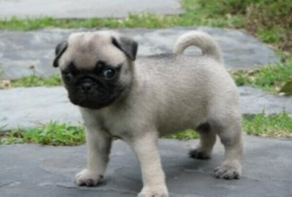 Pug puppies Viber:+63-948-1451-325