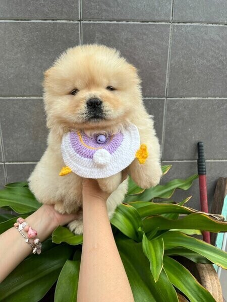 Chow chow Puppies Viber:+63-948-1451-325