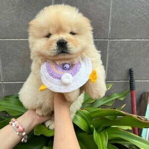 Chow chow Puppies Viber:+63-948-1451-325 | PostAds PH