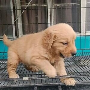 Golden Retriever ...viber me at +639463422605 | PostAds PH