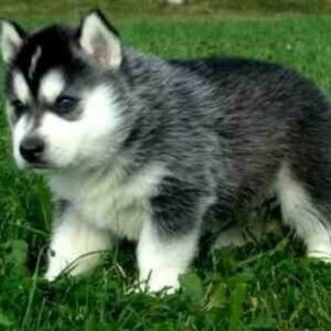 Adorable Siberian husky whatsapp:+44-7543-470-027 | PostAds PH