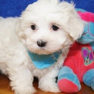 Potty Trained White Maltese Puppies Available whatsapp:+44-7543-470-027 | PostAds PH