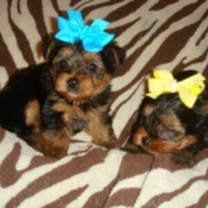 Yorkshire Terrier Puppy whatsapp:+44-7543-470-027 | PostAds PH