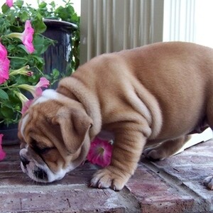 Registered English Bulldog whatsapp:+44-7543-470-027 | PostAds PH
