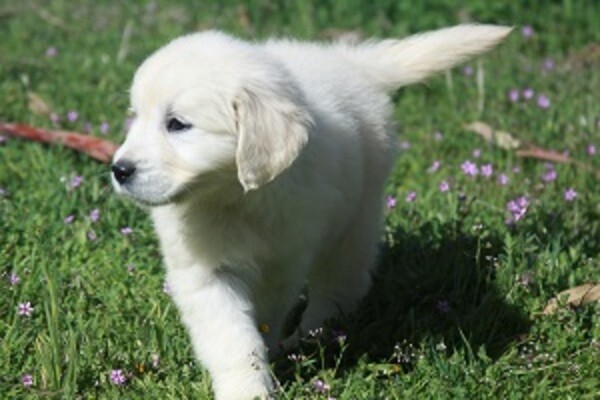Sweet Labrador Puppies whatsapp:+44-7543-470-027