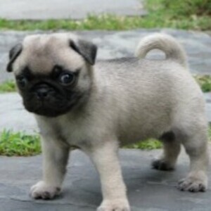 Purebred Pug Puppies for Sale!whatsapp:+44-7543-470-027 | PostAds PH