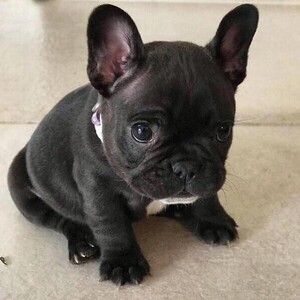 Fancy French Bulldog Puppies Available whatsapp:+44-7543-470-027 | PostAds PH