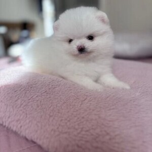 Sweet Pomeranian Puppies whatsapp:+44-7543-470-027 | PostAds PH
