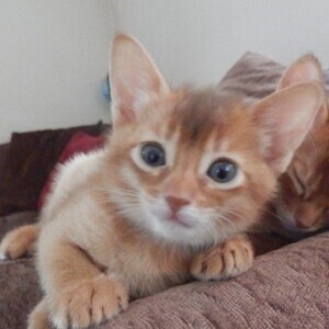 Abyssinian Kittens - whatsapp:+44-7543-470-027 | PostAds PH