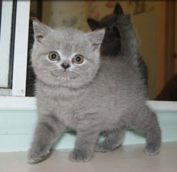 Cute British Blue Shorthair kittens whatsapp:+44-7543-470-027