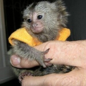 Marmoset Monkeys WhatsApp:(+63-9455-189-371) Viber:(+63-9455-189-371) | PostAds PH