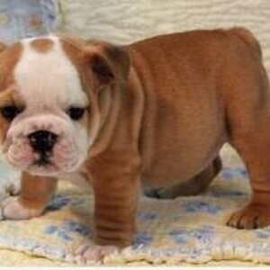 Outstanding English Bulldogs WhatsApp:(+63-9455-189-371) Viber:(+63-9455-189-371) | PostAds PH