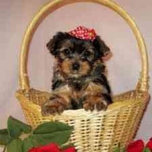 AKC Register Yorkie Puppies WhatsApp:(+63-9455-189-371) Viber:(+63-9455-189-371) | PostAds PH