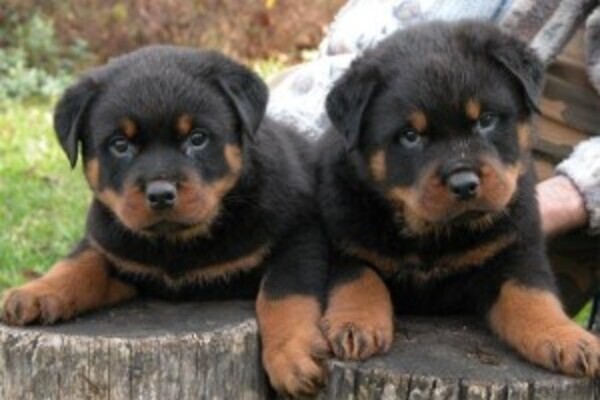 Wonderful Rottweiler Puppies WhatsApp:(+63-9455-189-371)  Viber:(+63-9455-189-371)
