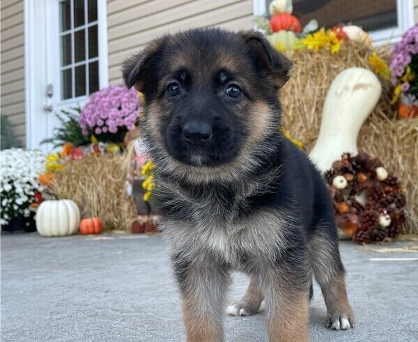 German Shepherd pup WhatsApp:(+63-9455-189-371)  Viber:(+63-9455-189-371)