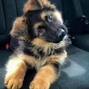 German Shepherd puppies | PostAds PH