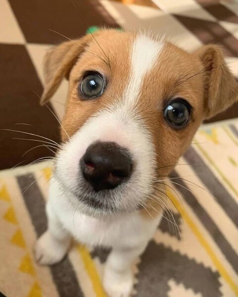 Jack Russell puppies