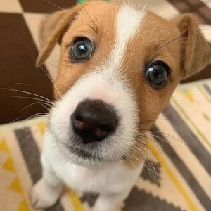 Jack Russell puppies | PostAds PH