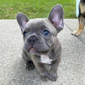 French Bulldog puppies in Philippines | PostAds PH