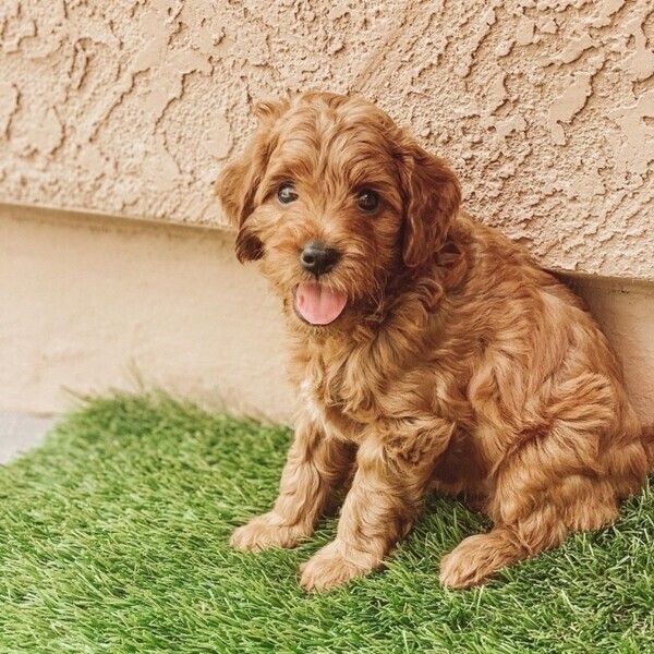Goldendoodle puppies WhatsApp:(+63-9455-189-371)  Viber:(+63-9455-189-371)