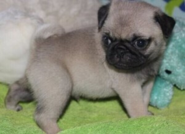 Fresh Little Litters of Pug Puppies WhatsApp:(+63-9455-189-371)  Viber:(+63-9455-189-371)