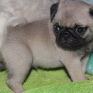 Fresh Little Litters of Pug Puppies WhatsApp:(+63-9455-189-371) Viber:(+63-9455-189-371) | PostAds PH