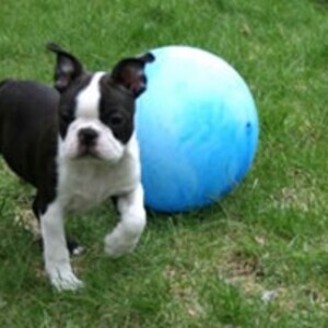 Home Train Boston Terrier WhatsApp:(+63-9455-189-371) Viber:(+63-9455-189-371) | PostAds PH