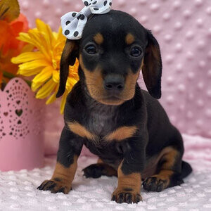 Dog Dachshund Viber:+63-948-1451-325 | PostAds PH