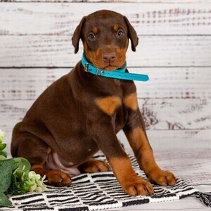 baby Dog Doberman Pinscher Viber:+63-948-1451-325 | PostAds PH