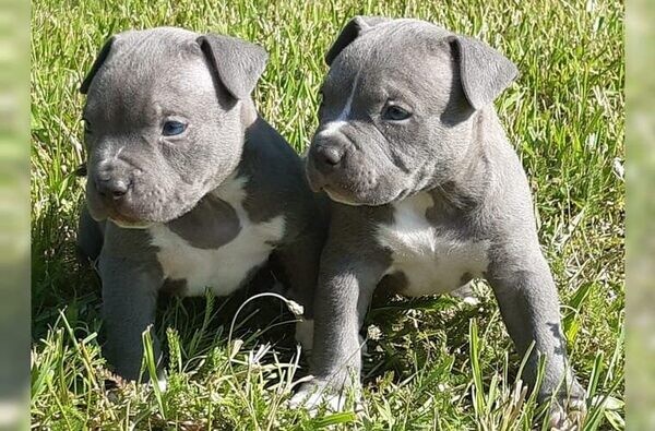 baby Dog Pit Bull Terrier Viber:+63-948-1451-325