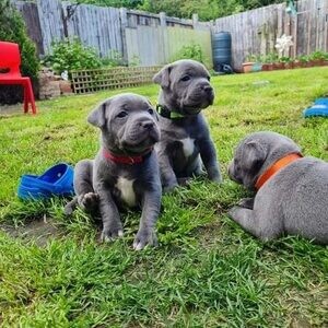 Staffordshire Bull Terrier Viber:+63-948-1451-325 | PostAds PH