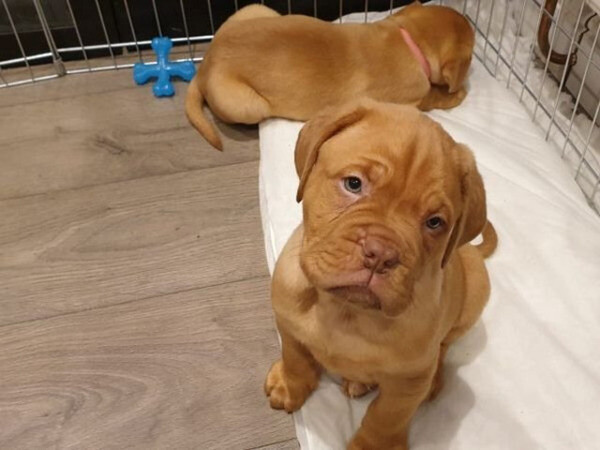 Dogue de Bordeaux Viber:+63-948-1451-325