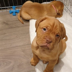 Dogue de Bordeaux Viber:+63-948-1451-325 | PostAds PH