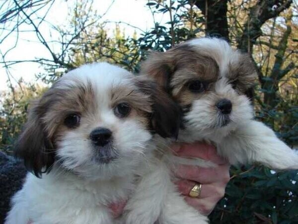 Beautiful Shih Tzu Viber:+63-948-1451-325